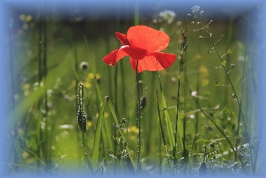 Ein Zeichen der Hoffnung Lieber Mohn